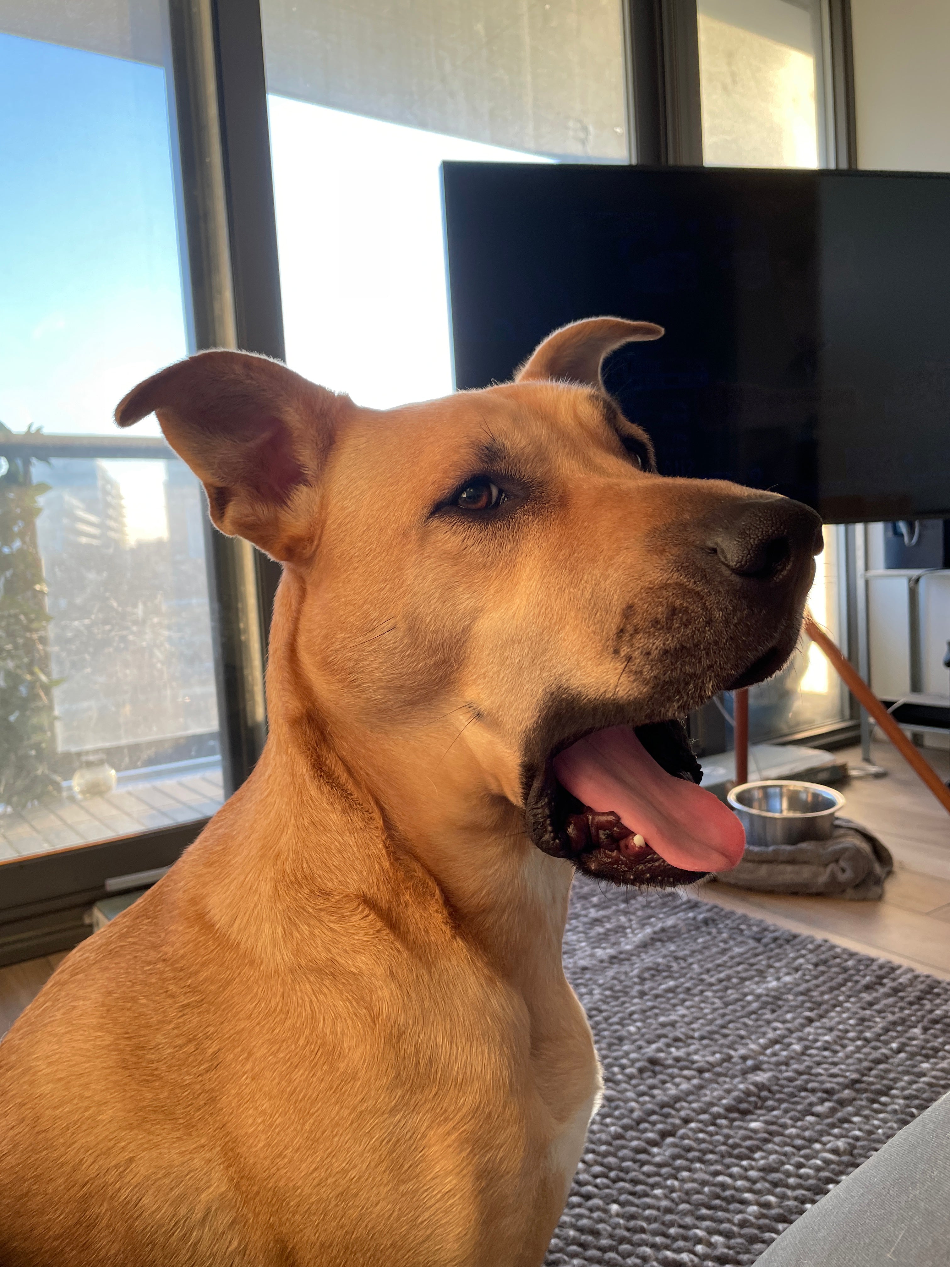Our Story: Koa's Journey to a Happy Home
